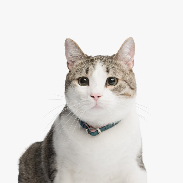 Blush pink and Sea green