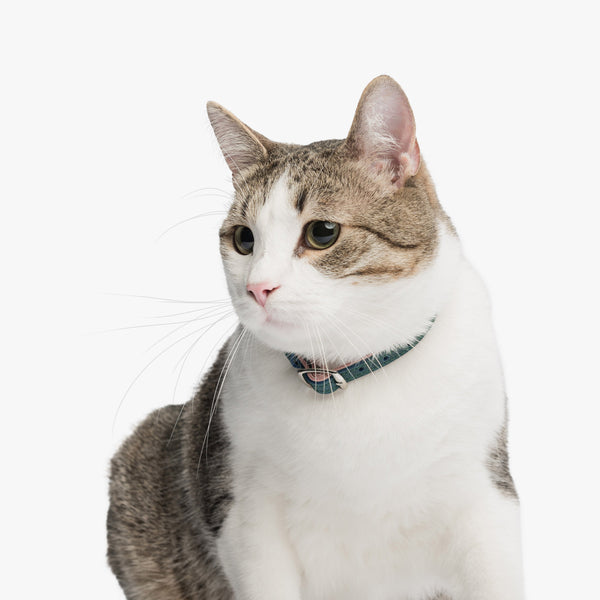 Blush pink and Sea green