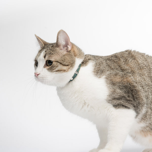 Spicy pumpkin and Sea green