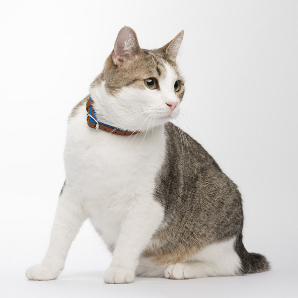 Sapphire and Whiskey