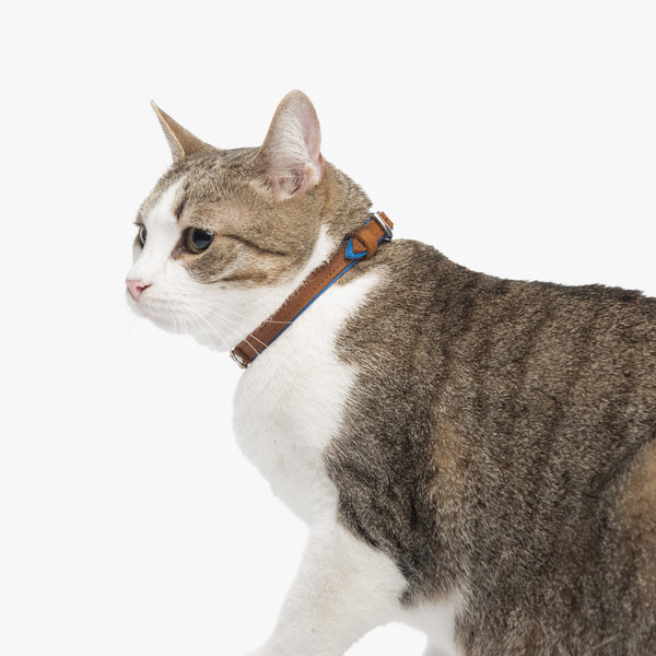 Sapphire and Whiskey