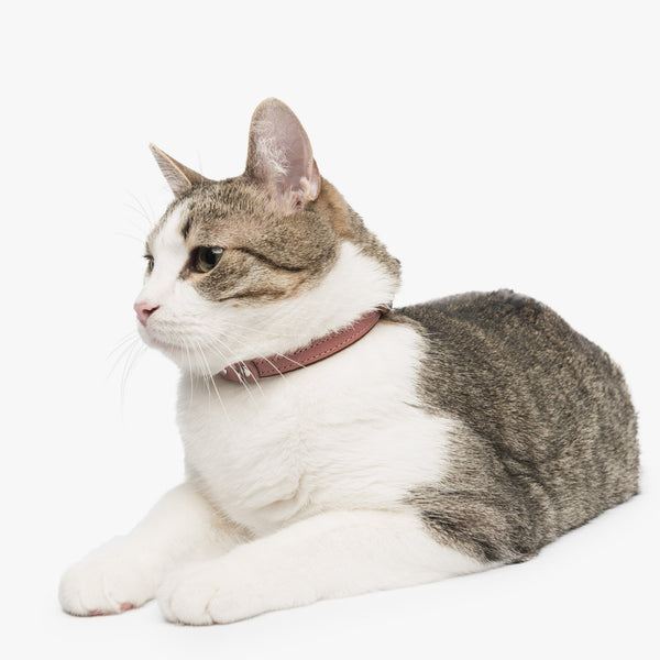 Whiskey and Dusty rose